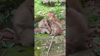 love family monkey