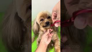 PASSO A PASSO | Rostinho fofo #pets #grooming #esteticapet #cachorros