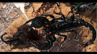 Scorpion fighting fierce 2018