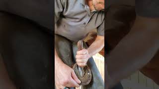 my work as a farrier  #oddlysatisfying #satisfying #asmr #horse #farrier #fyp #horseshoeing