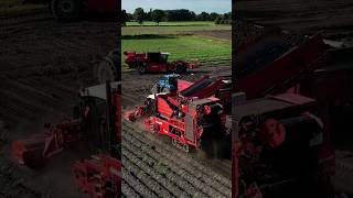 DeWulf Potato #harvest 😎😎 #newholland #tractor #farming #agriculture  @FlyingPixelsPhotography