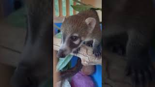 Baby Coati!