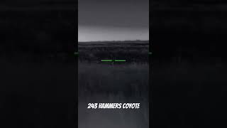 243 Rifle Hammers Coyote using a Thermal Scope #hunting #viral #shorts