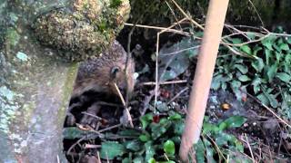 Kojak the Hedgehog finds some suet