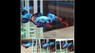 Compilation my BETTA sales vol 2