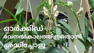 Orchid Summer care | ഓർക്കിഡ് വേനൽക്കാല പരിചരണം