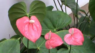 ANTHURIUM 02