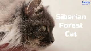 The Alluring Siberian Forest Cat | Petofy