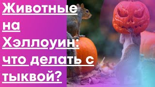 Животные на Хэллоуин: что делать с тыквой?😁