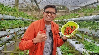 We Plucked Strawberries at a Farm. 🍓✌ - Family Fun Vlog!