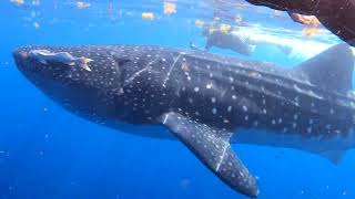 My First Whale Shark Jump on July 31 2023 (with Jump Buddy Maria) - My 11th Whale Shark Tour!