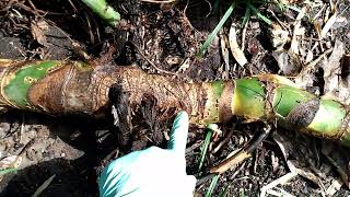 Fruiting Monstera Wet Stick Questions