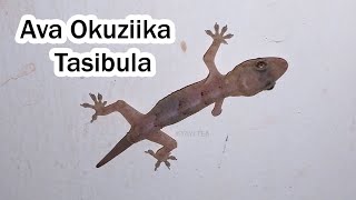 Ava Okuziika Tasibula Ava Okuziika Tebamuwerekera Bino Bikulu Okubimanya