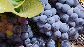 Black Grapes harvesting at Zaki House| Self Farming #farm #zakinagar #desi #food #fruits