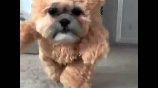 Animal Vines 35 | Amazing dog