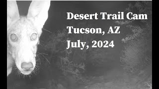 Desert Trail Cam, July 2024 - Hot in Tucson with a raccoon duo, bobcats, coyotes, and an owl.