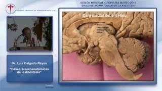 Dr. Luis Delgado Reyes "BASES NEUROANATOMICAS DE LA ANESTESIA”