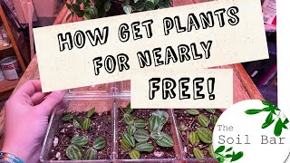 Fun easy How to for plants that costs less than $3! tips on propagating in soil #thesoilbar