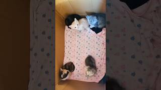 Kittens With mother cat #shorts #youtubeshorts #meow #cat #trending