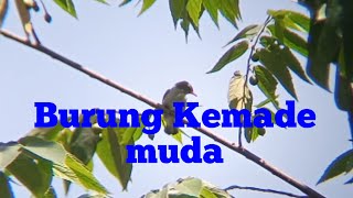 Burung Kemade muda jantan