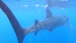 Swiming whit whales Sharks Cancún Isla Mujeres México.