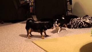 Smokey and the Bandit Playtime when it is -40C outside