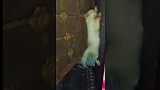 cute cat videos #funny #pets #catcomedy #catvideos #cat #cuteanimals #kitten