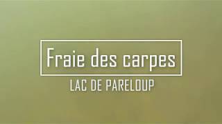 Fraie des carpes sur la retenue de Pareloup - 2019