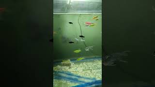 #fishtank #aquariumfishfish #viralvideo #viralvideo