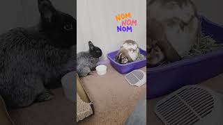 when your roommate hogs the food #cutebunnies #funnyrabbits #funnypets Holland Lop/ Netherland Dwarf