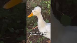 Crested ducks genetic mutation#animales #ducks #ducklove #backyardanimals