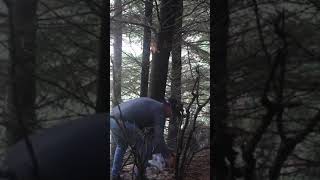 Late Forest Thinning