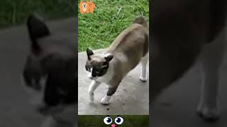 Cat Beats Up Big Dog In One Strike          #Shorts