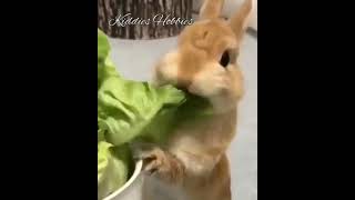 Cute rabbit eating😍😍🐰🥬| funny Bunny 🤩