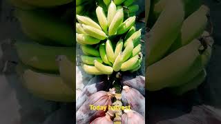 harvested natural banayana #banayana#fruits #kidsvideo #satisfyingvideo #filmo