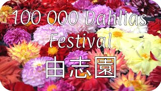 Festival des 100 000 Dahlias 2019  - Jardin Yuushien