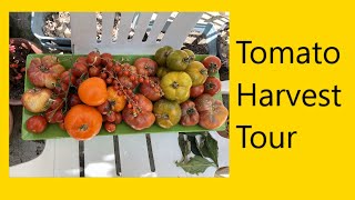 (Video 95) Tomato Harvest Tour | Colorful Tomatoes | End of Summer Harvest | Gardening Adventures