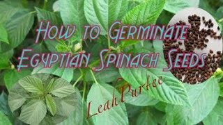 How to Germinate Egyptian Spinach || How to Grow Egyptian Spinach (Saluyot) || #mylittlejungle