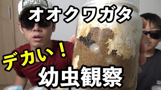 【幼虫観察】オオクワガタの幼虫デカすぎ！