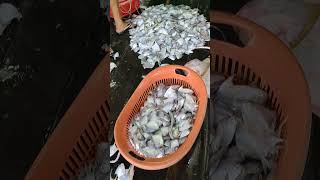 #viral kepiting renjong besar besar