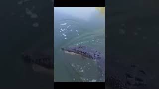 Crocodile Jumps in Boat #shorts