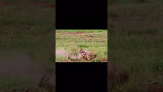 Quick-footed And Smart Rabbit Escapes The Chase Of The Leopard #rabbit #leopard #shorts #animals