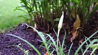 Evening primrose opening (AKA 9 o'clocks) hyperlapse