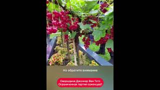 Ограниченная партия саженцев КРАСНОЙ СМОРОДИНЫ С ДЛИННЫМИ КИСТЯМИ! Джонкер Ван Тетс