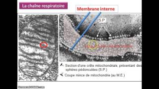 Produire de l'ATP par respiration