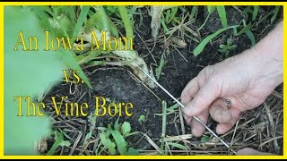 An Iowa Mom vs The Vine Bore