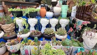 Tour por el vivero más hermoso! en San Miguel de Allende, Guanajuato