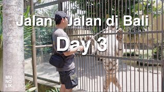 Bapak Eno Kasih Makan Macan di Bali Zoo 😱