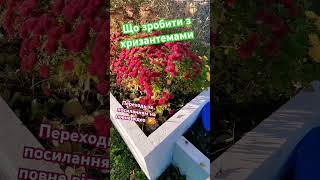 Вітаю ПІДПИШИСЬ SUBSCRIBE як залишити на зиму #shorts #youtubeshorts #tiktok