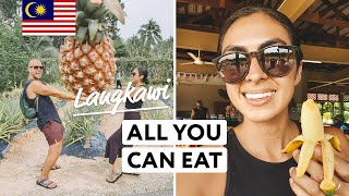 All You Can Eat Tour, Malaysia | Langkawi (Organic Fruit Farm)